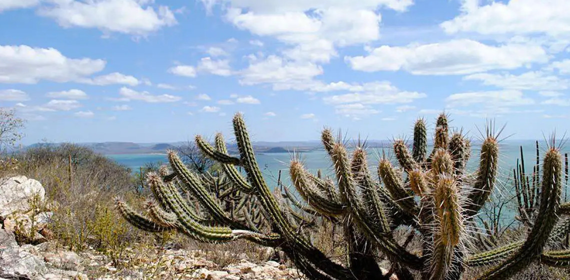 Estudo vê chance de recuperação de meio milhão de hectares de caatinga