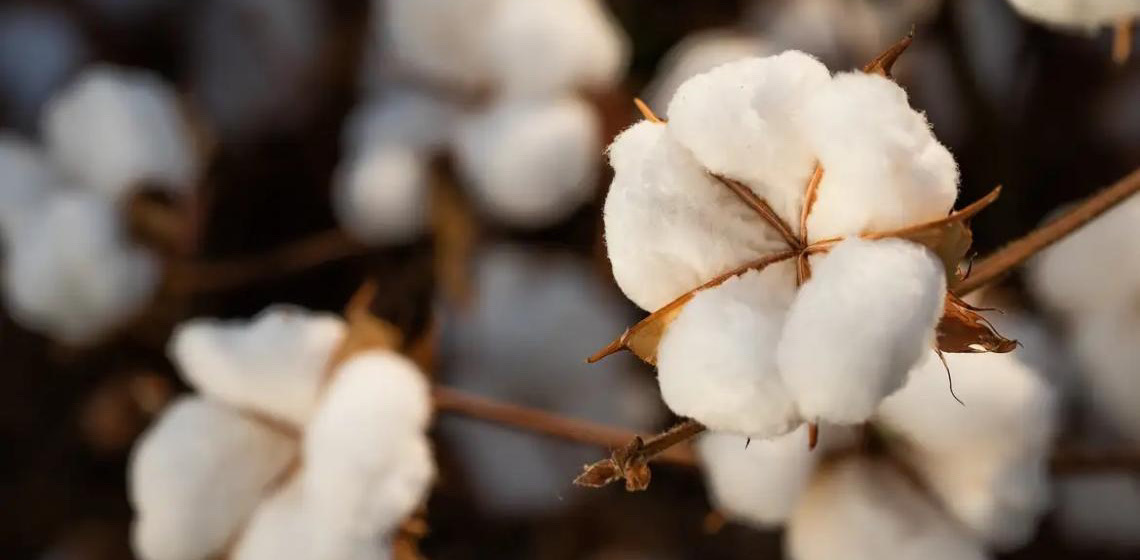 Brasil ultrapassa EUA e já é maior exportador de algodão do mundo