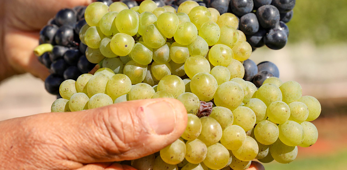 Feira Nacional da Uva e do Vinho segue até o dia 11, em Planaltina