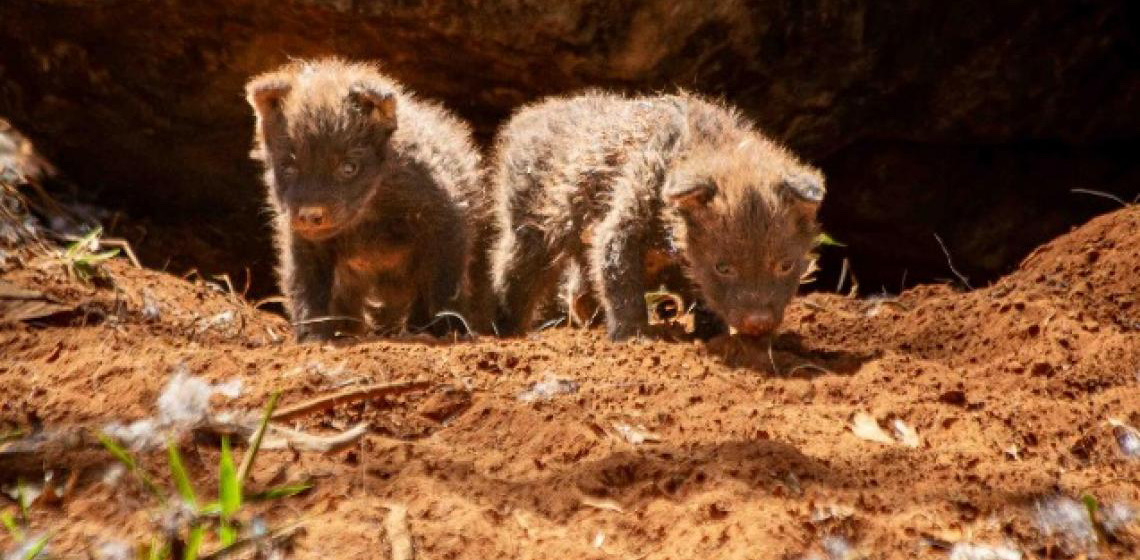 Zoológico de Brasília comemora o nascimento de dois lobos-guará