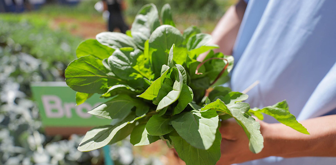 Programas de agricultura urbana dão suporte a hortas agroecológicas e comunitárias