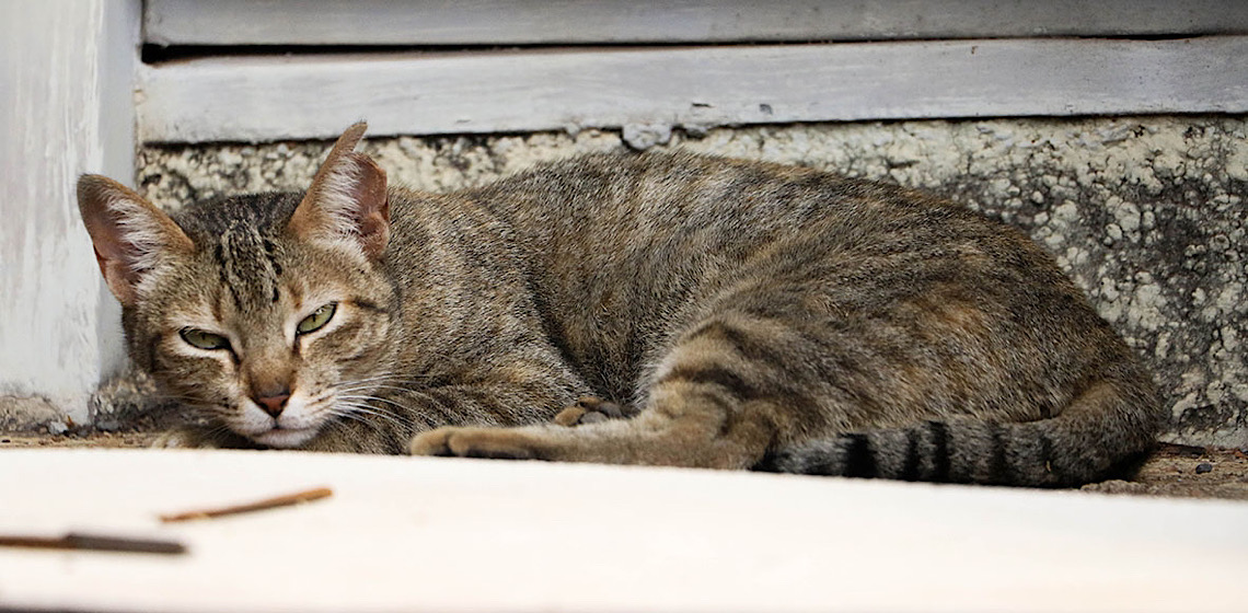 Controle da população de gatos no complexo da Novacap vira case de sucesso