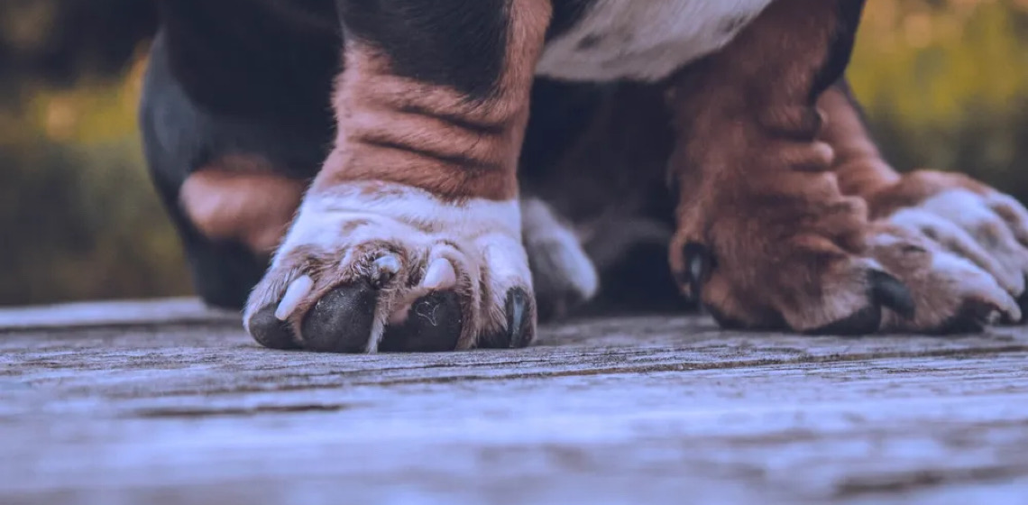 Por Miguel Lucena; Os humanos pedem ajuda a cães e gatos