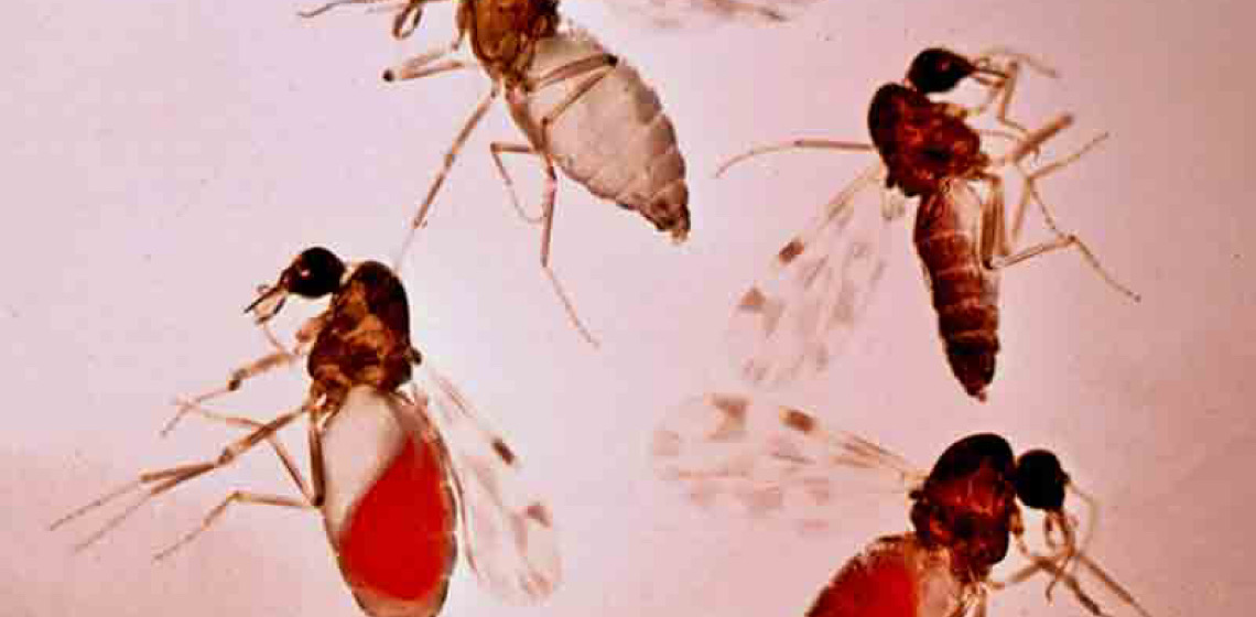 Conheça as diferenças entre o pernilongo comum, o mosquito da dengue e o transmissor da febre oropouche