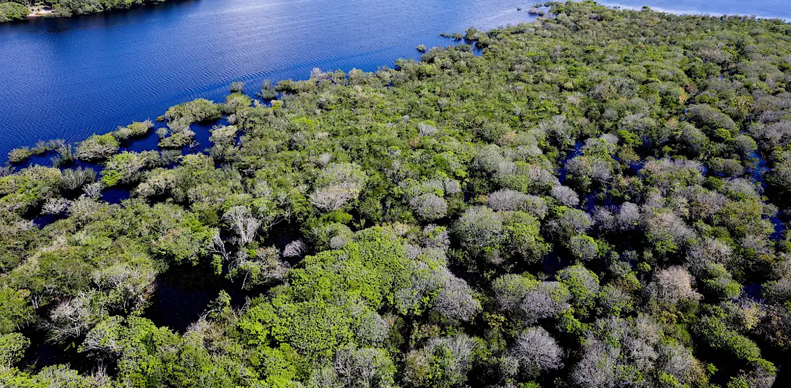 Saiba como títulos verdes possibilitam reflorestamento na Amazônia