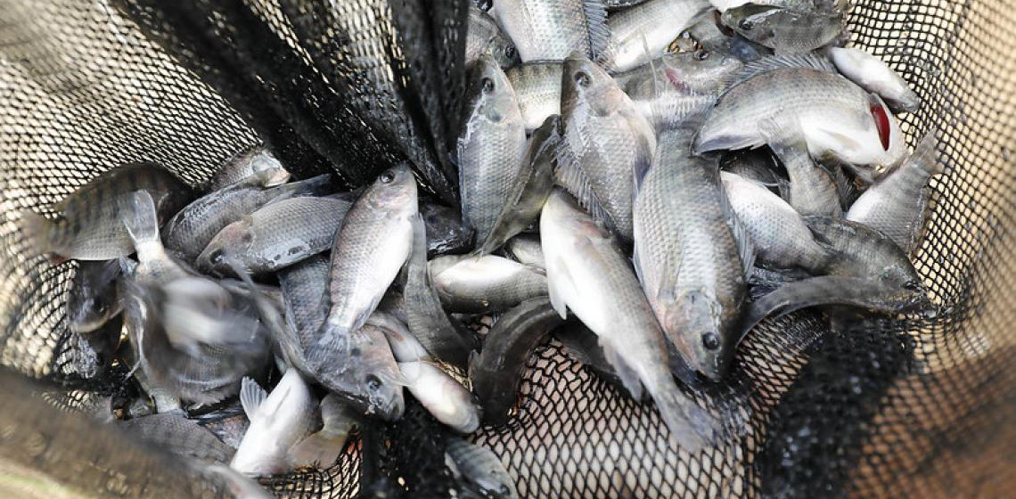 Produtores de pescados do DF são capacitados sobre manejo e cultivo de tilápia