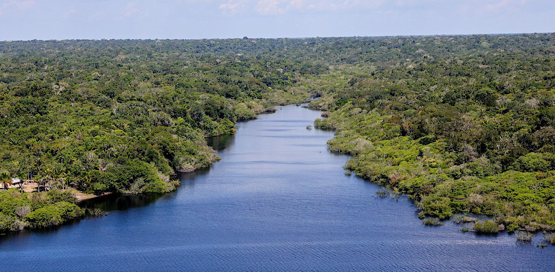Das florestas às cidades: como entender 