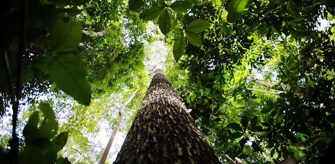 Árvores da amazônia sofrem estresse hídrico na estação seca mesmo sem perder as folhas