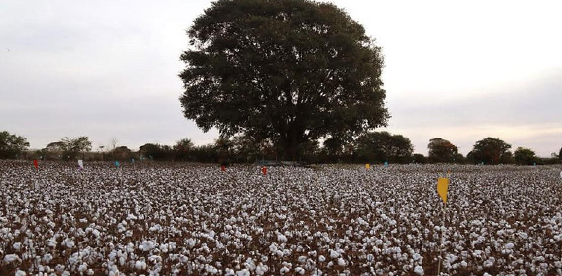 Área plantada é maior, mas problemas climáticos devem reduzir safra em 6%