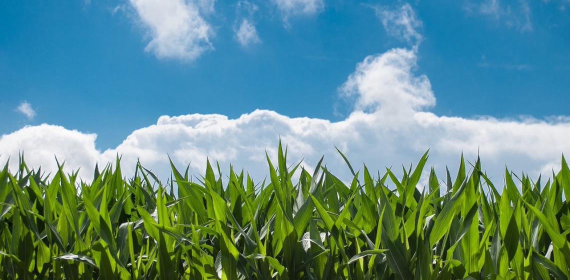 Programa ajuda produtores rurais a se adaptarem às mudanças climáticas