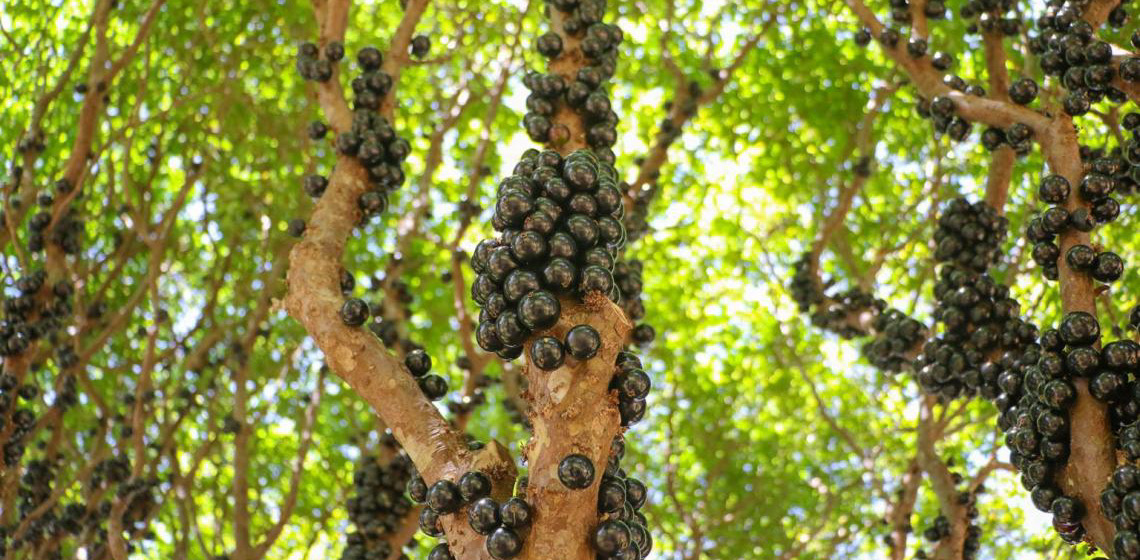 GDF impulsiona cultivo de jabuticaba no DF com suporte técnico a produtores rurais