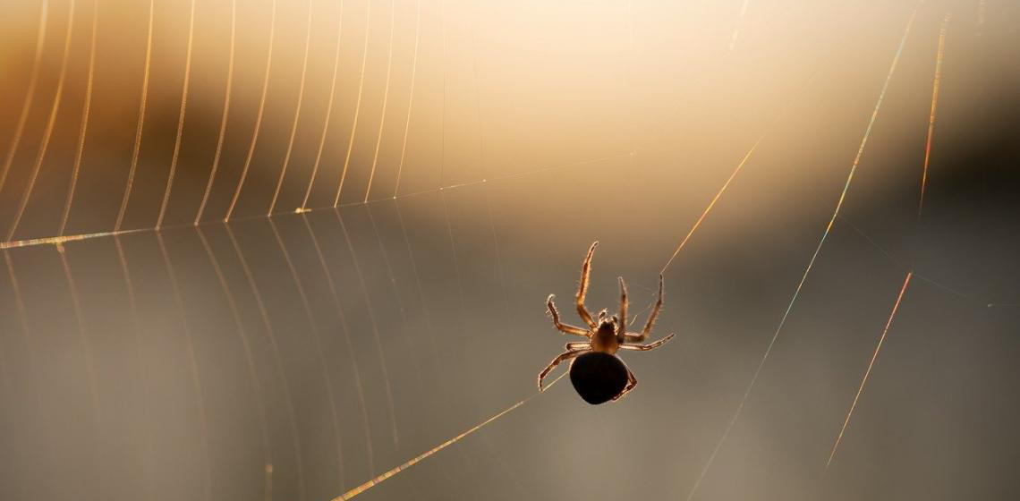 Picadas de aranhas são segunda causa de envenenamento no país