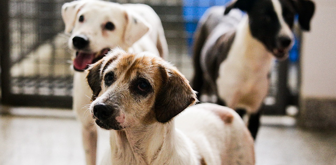 TCDF determina medidas para garantir a proteção aos animais no Distrito Federal 