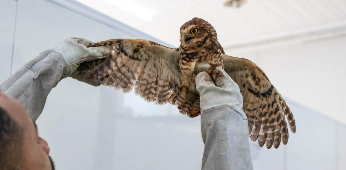 Pioneiro no Brasil, Hospital da Fauna Silvestre do DF ultrapassa mil atendimentos