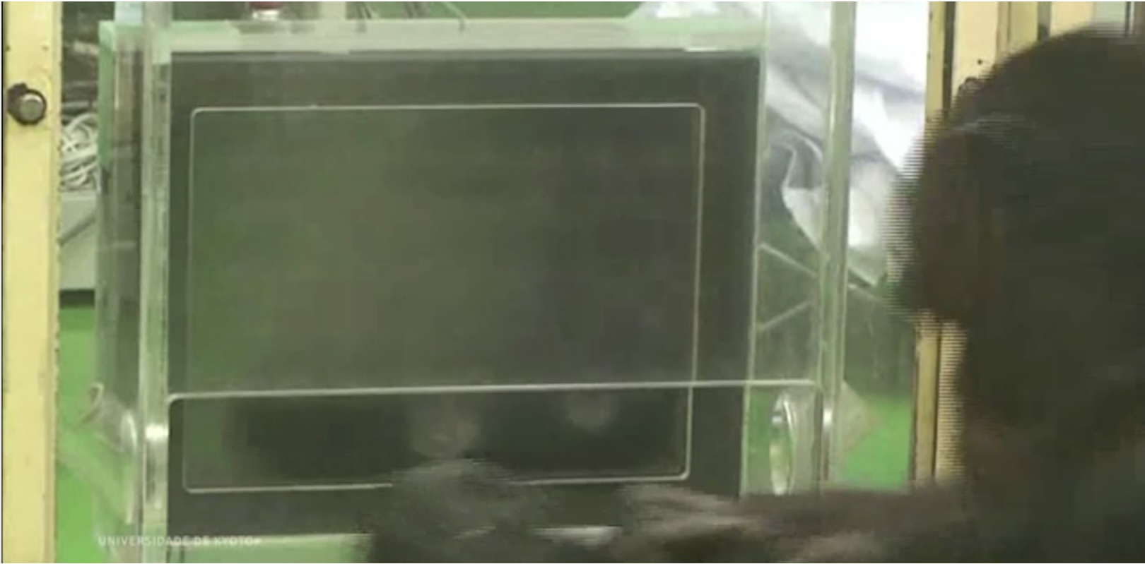 Quando observado, chimpanzé se sai melhor na solução de problema computacional