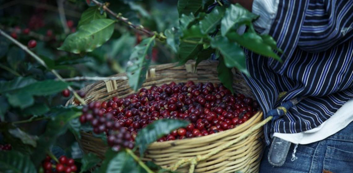 Cooperação na cadeia produtiva de café promove comércio agrícola entre China e Timor-Leste