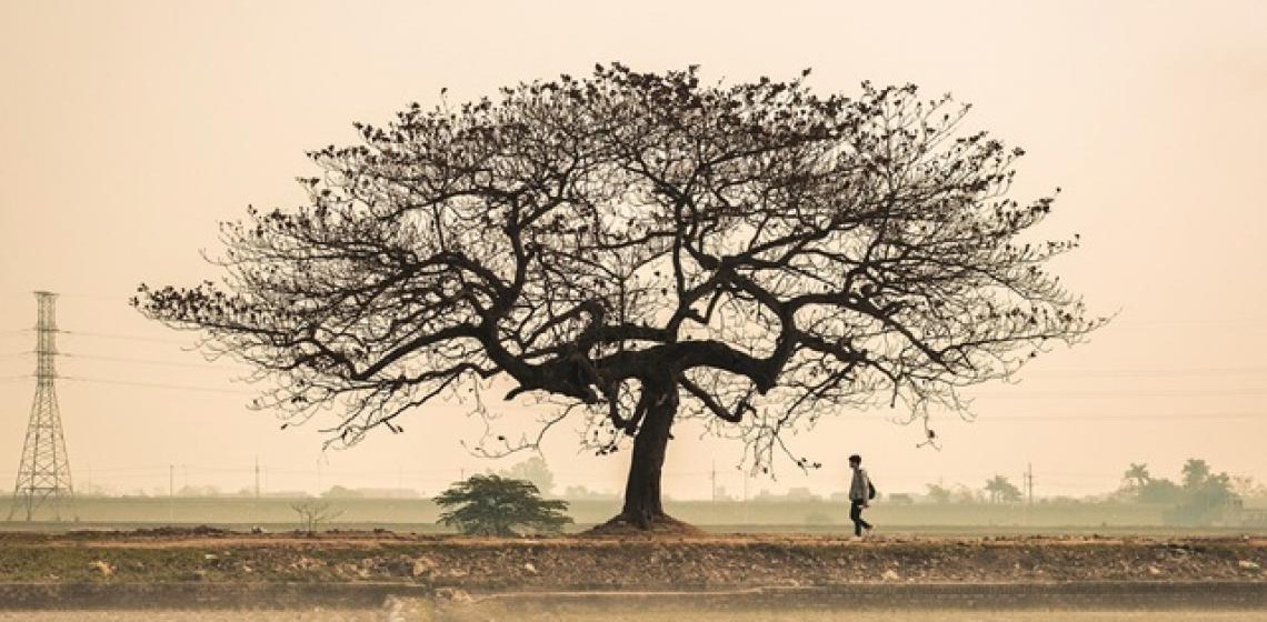 Ambientalistas dizem que acordo da COP29 é insuficiente