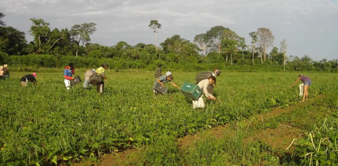 Sancionada lei que autoriza R$ 500 mi para agricultura familiar