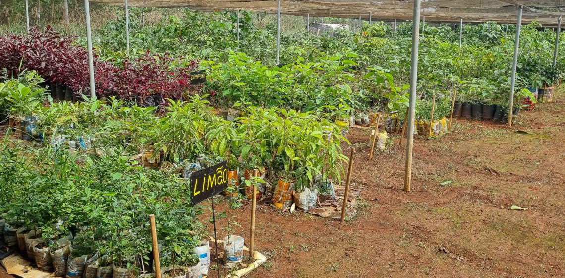 Mudas nativas do Cerrado cultivadas em fazenda na Papuda serão comercializadas