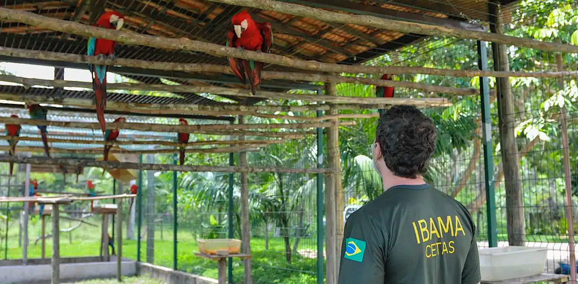 Programa do Ibama para converter multas de R$ 30 bi em recuperação ambiental trava em burocracias