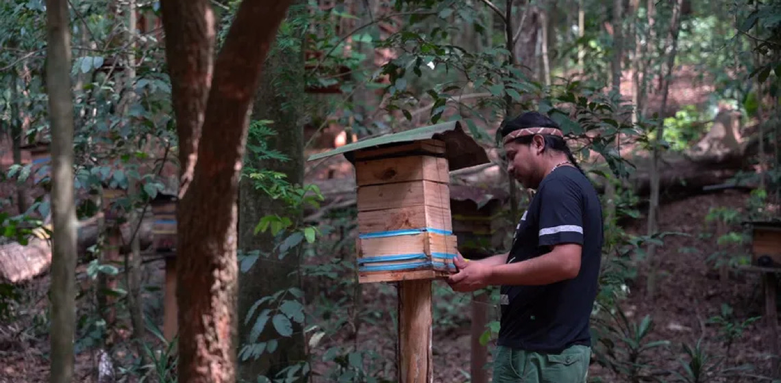 Povo guarani em SP resgata abelhas nativas para manter floresta em pé e tradições vivas