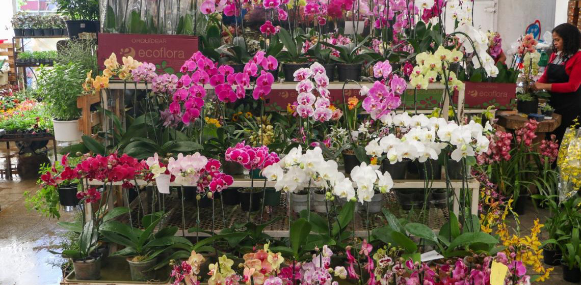 Produção de flores movimenta mais de R$ 200 milhões por ano no Distrito Federal