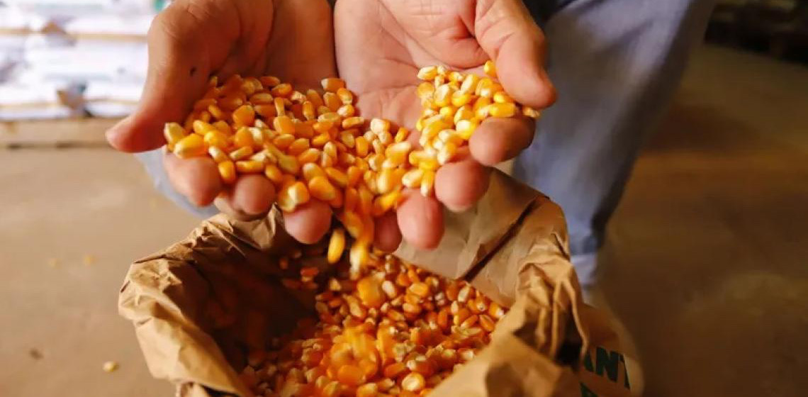Com investimento de R$ 35 milhões, Projeto Hora de Plantar – Safra 2024/2025 beneficiará mais de 182 mil agricultores no Ceará