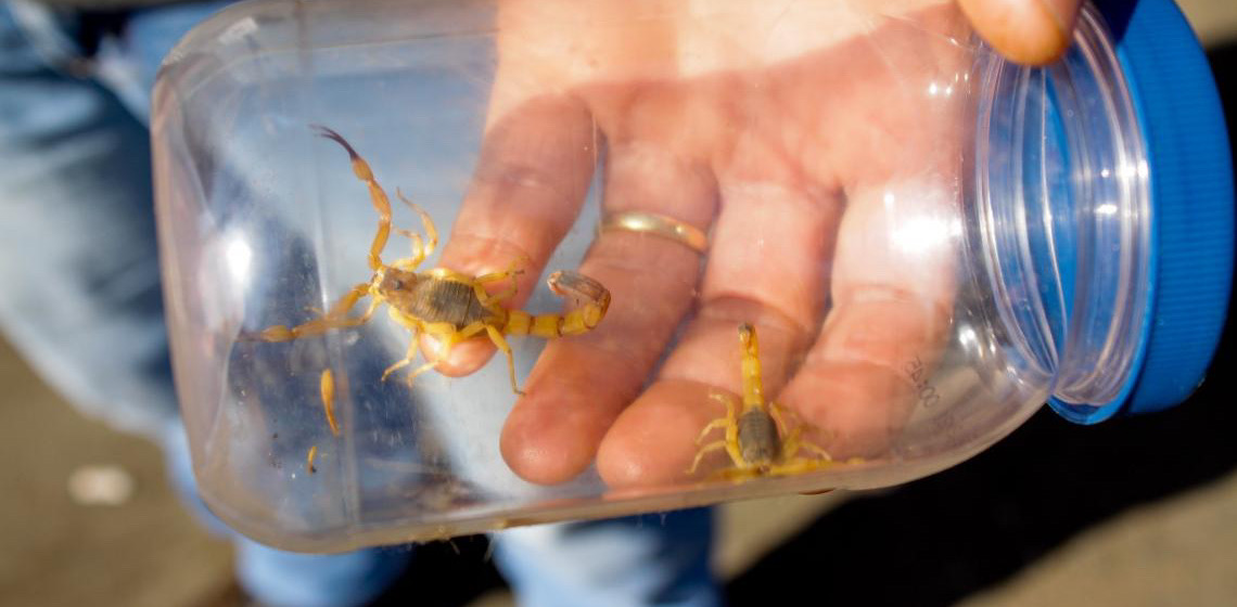 Ações simples garantem proteção em casa contra pragas urbanas e animais peçonhentos