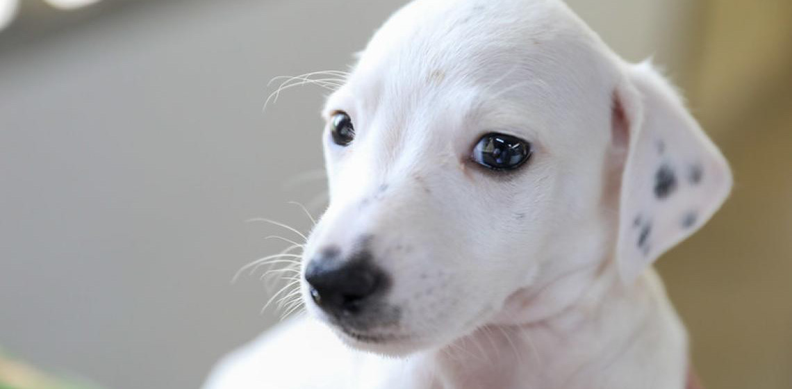 Animais resgatados em operação na Candangolândia estão disponíveis para adoção