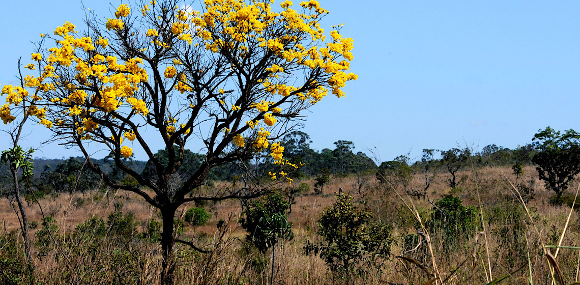 Projeto ambiental para recuperação do Cerrado é lançado no Jardim Botânico
