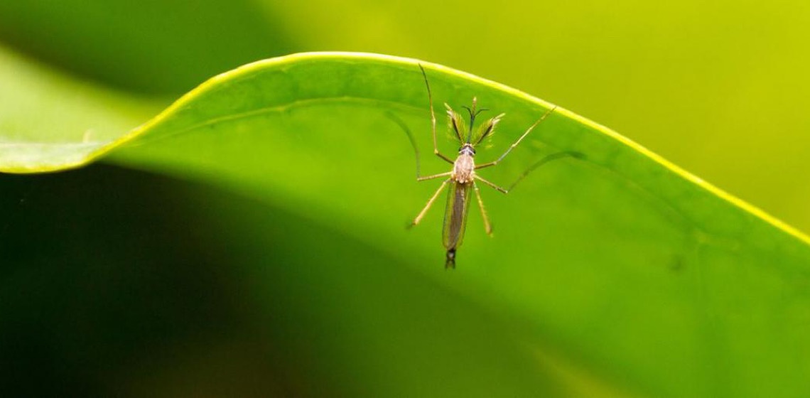 ONU emite alerta epidemiológico de febre amarela nas Américas