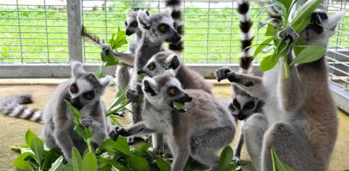 Nova iniciativa global mira redes criminosas de tráfico de animais