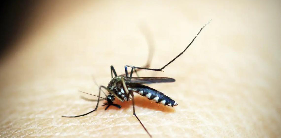 Opas emite alerta para risco de surtos de dengue 3 nas Américas