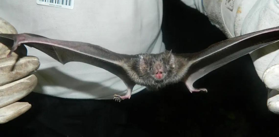 Encontrado primeiro coronavírus na América do Sul semelhante à Mers