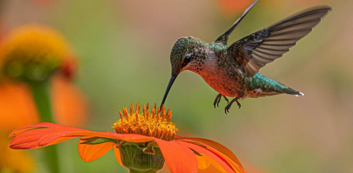 Em Roma, COP16 retoma negociações sobre proteção da biodiversidade