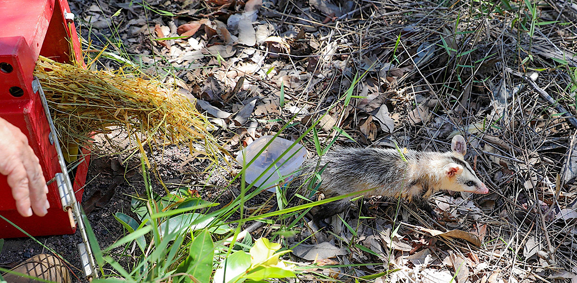 Fêmea de cachorro-do-mato recuperada no DF é devolvida à natureza nesta sexta-feira 28