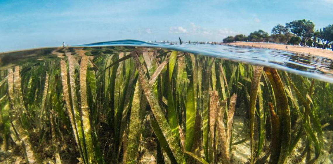 Ervas marinham armazenam até 18% do carbono oceânico do mundo