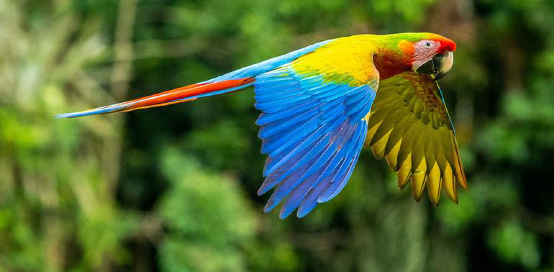 Em Dia Mundial, Guterres diz que proteção da vida selvagem garante sobrevivência humana