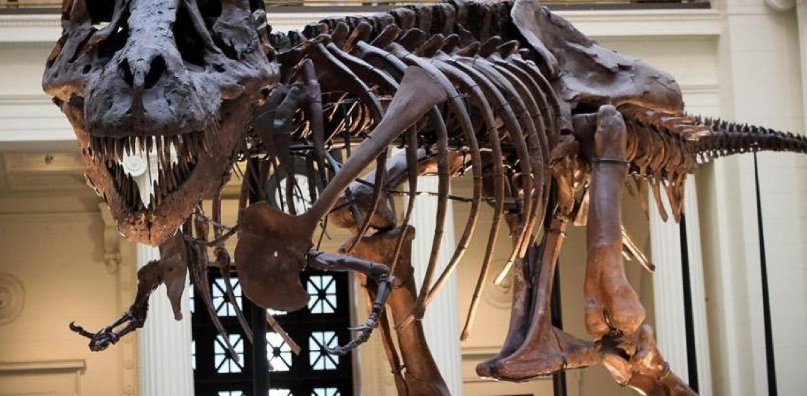 Mamíferos da Era dos Dinossauros tinham pelagem quase preta, sem manchas ou listras