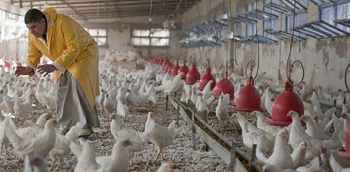 FAO pede mais ação contra influenza aviária H5N1 que atinge vários países