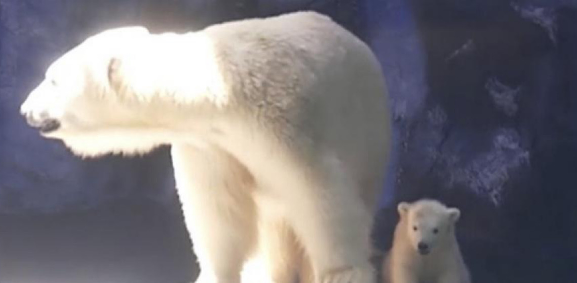 Conheça Nur, a ursa polar que nasceu no Aquário de São Paulo