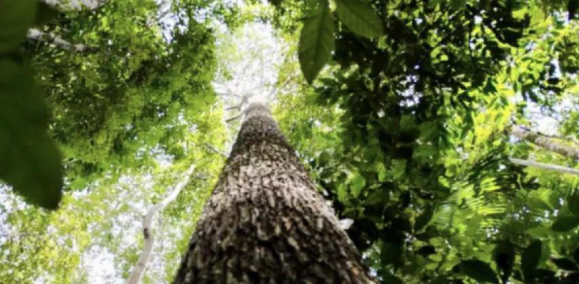 Fundo amazônico investirá R$ 5 milhões em projetos de base comunitária