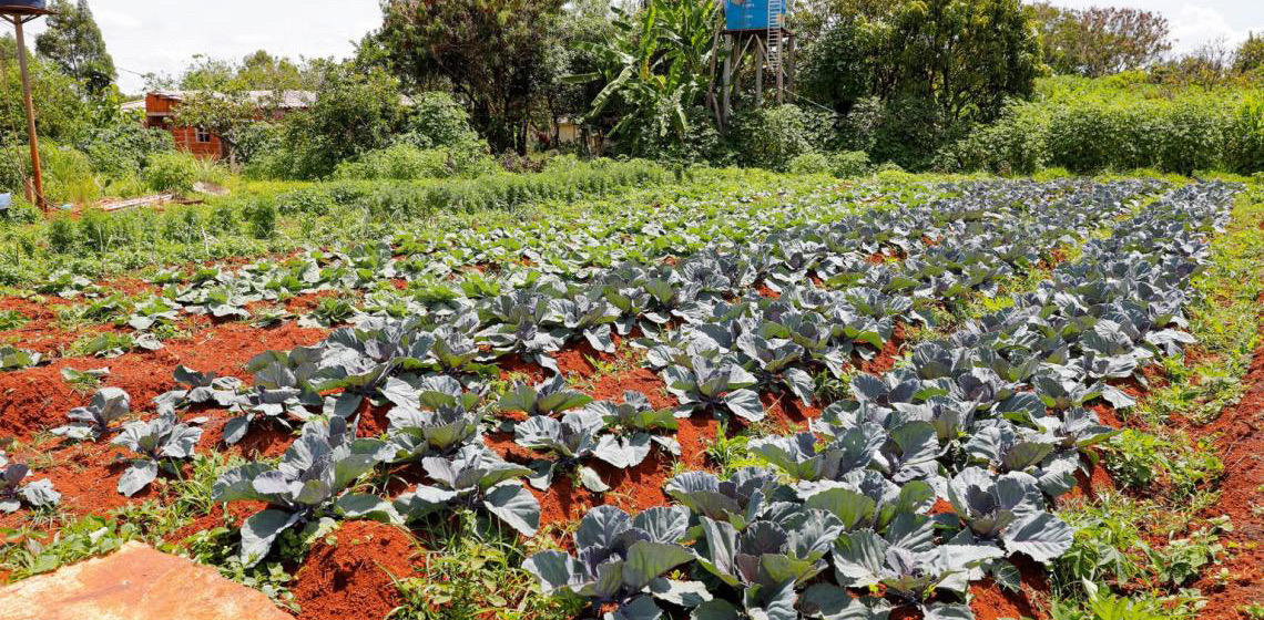 Governo do Distrito Federal atualiza normas de crédito para o setor rural