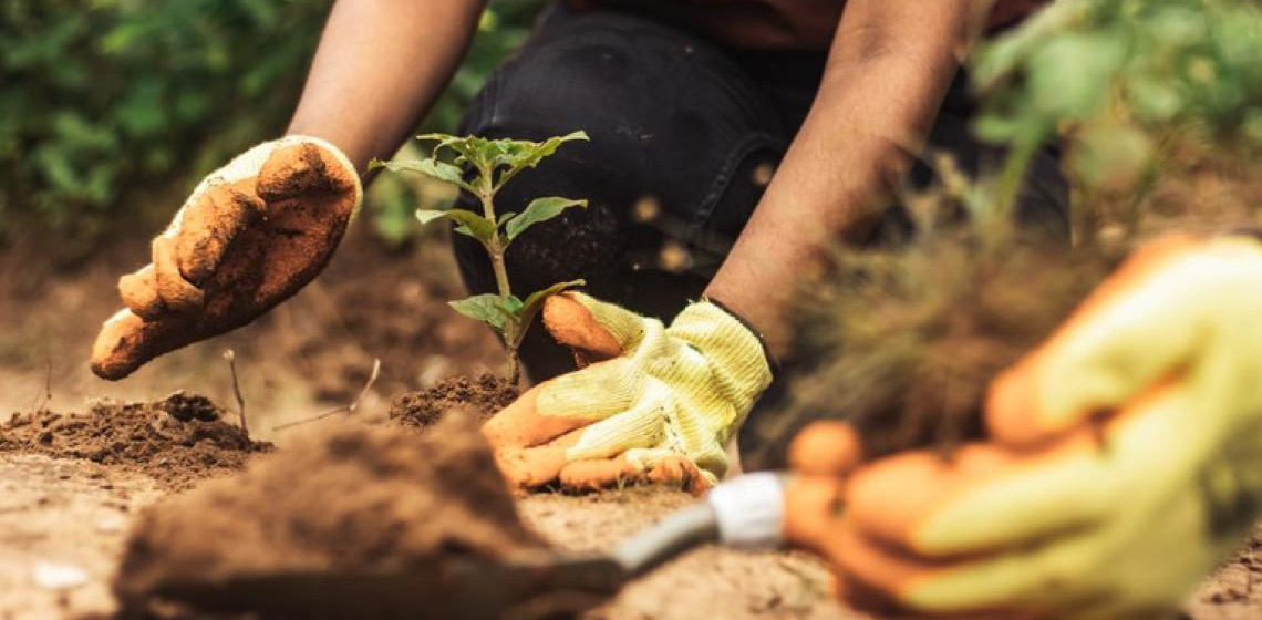 Boas práticas que proporcionam sustentabilidade e oportunidades na agricultura