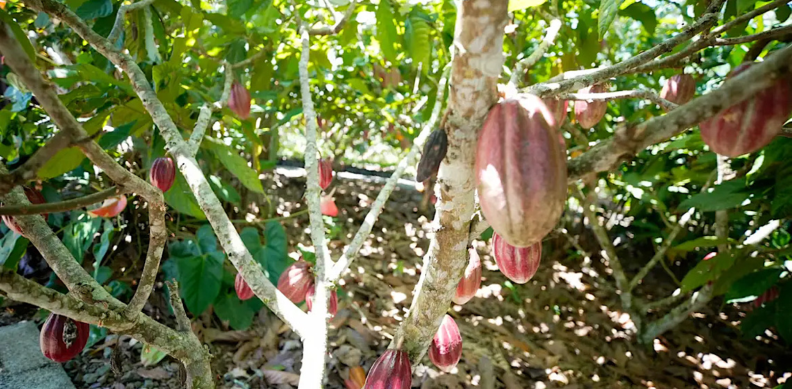Fundo vai financiar pequenos agricultores de cacau na Bahia e no Pará 