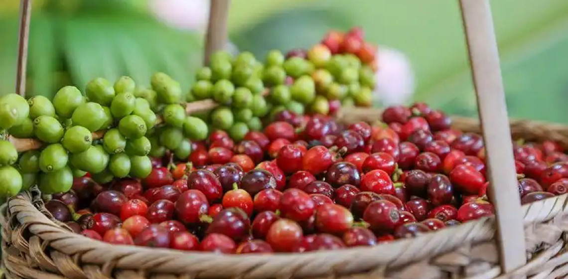 Café de Yunnan: o cartão de visita da China para o mundo