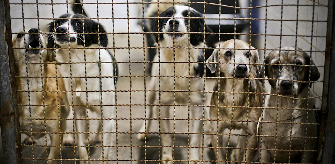 Iniciativa promove conscientização sobre bem-estar animal em escola da Estrutural