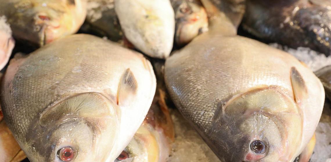 Semana Santa movimenta mercado da pesca e aquicultura no país