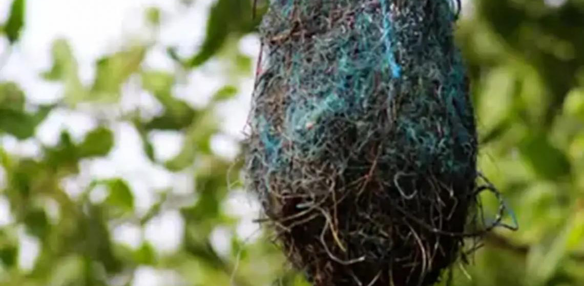 Poluição: no Brasil, aves estão fazendo ninhos com resíduos plásticos