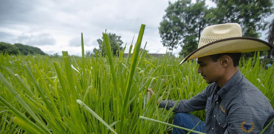 Banco Mundial apoia agricultura de baixo carbono e sustentabilidade fiscal em Goiás
